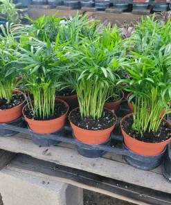 Parlor Palm – Chamaedorea Elegans Live Plant – Indoor – 2in & 4in Pot - Image 3
