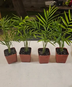 Parlor Palm – Chamaedorea Elegans Live Plant – Indoor – 2in & 4in Pot - Image 4