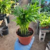 Parlor Palm – Chamaedorea Elegans Live Plant – Indoor – 2in & 4in Pot - Image 1