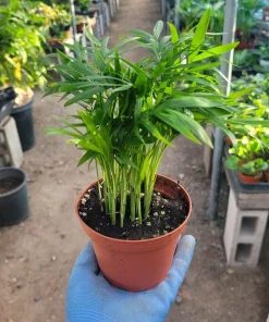 Parlor Palm – Chamaedorea Elegans Live Plant – Indoor – 2in & 4in Pot - Image 1