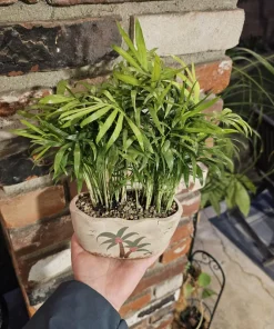 Parlor Palm Live Plant - 4in Indoor Houseplant in Beach Pot with Drainage - Image 2
