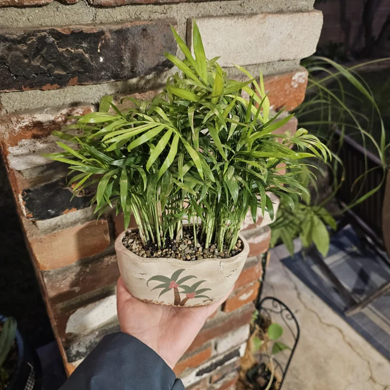 Parlor Palm Live Plant - 4in Indoor Houseplant in Beach Pot with Drainage - Image 2