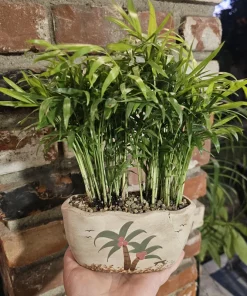 Parlor Palm Live Plant - 4in Indoor Houseplant in Beach Pot with Drainage - Image 3