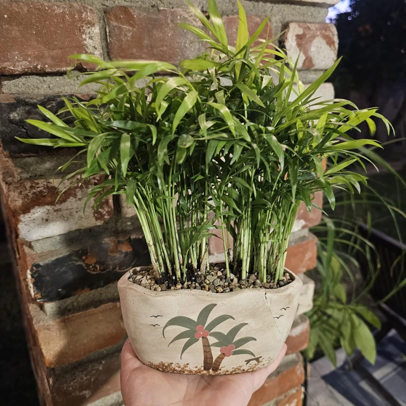 Parlor Palm Live Plant - 4in Indoor Houseplant in Beach Pot with Drainage - Image 3