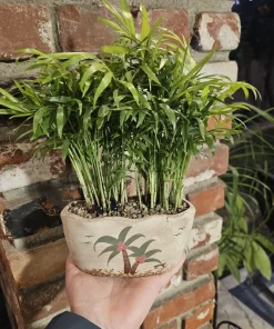 Parlor Palm Live Plant - 4in Indoor Houseplant in Beach Pot with Drainage - Image 1