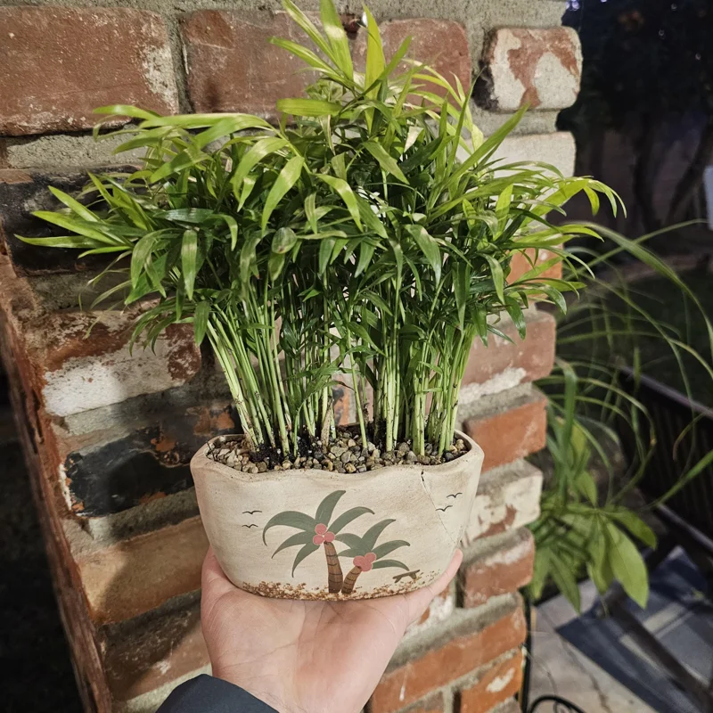 Parlor Palm Live Plant - 4in Indoor Houseplant in Beach Pot with Drainage - Image 1