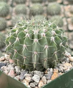 Parodia Buiningii Cactus Live Plant – Rare Notocactus – 4 inch Pot – Indoor - Image 2