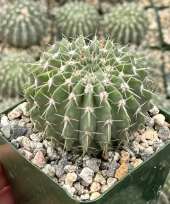 Parodia Buiningii Cactus Live Plant – Rare Notocactus – 4 inch Pot – Indoor - Image 3
