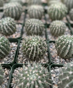 Parodia Buiningii Cactus Live Plant – Rare Notocactus – 4 inch Pot – Indoor - Image 4