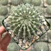 Parodia Buiningii Cactus Live Plant – Rare Notocactus – 4 inch Pot – Indoor - Image 1