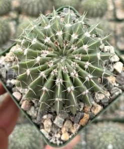 Parodia Buiningii Cactus Live Plant – Rare Notocactus – 4 inch Pot – Indoor - Image 1
