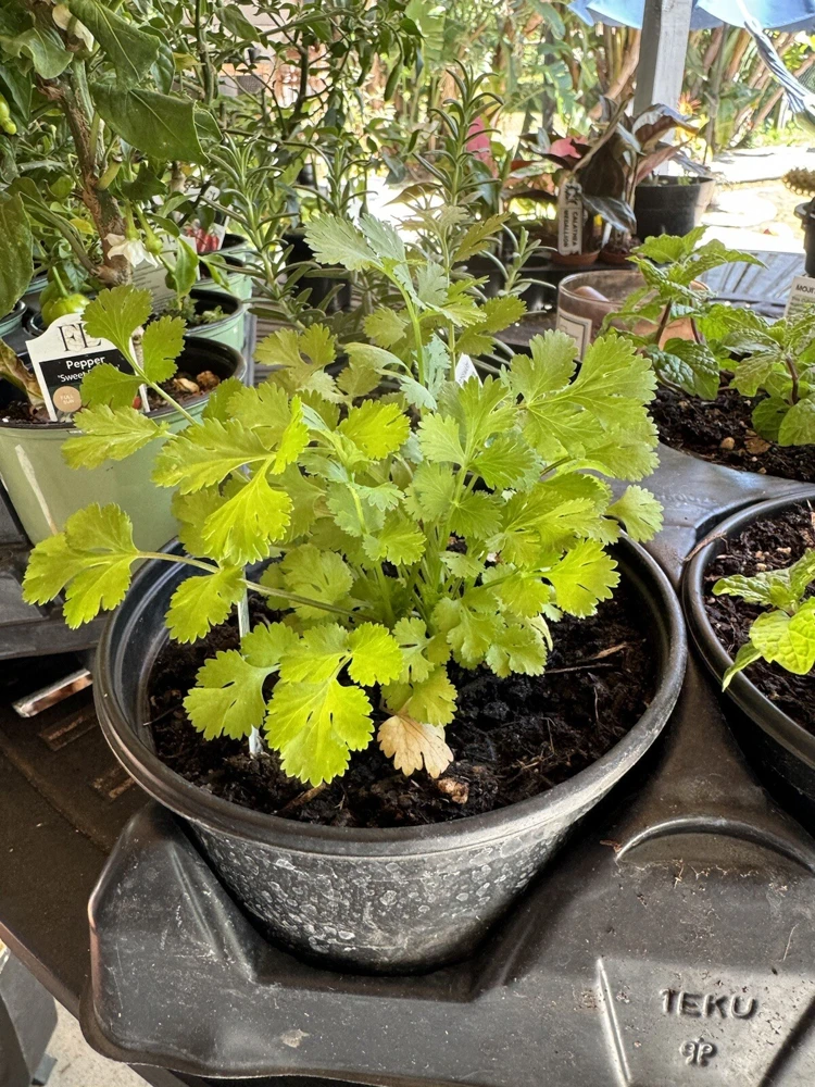 Parsley Live Plant – Fresh Herb for Culinary & Garden Use - Image 2
