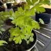Parsley Live Plant – Fresh Herb for Culinary & Garden Use - Image 1