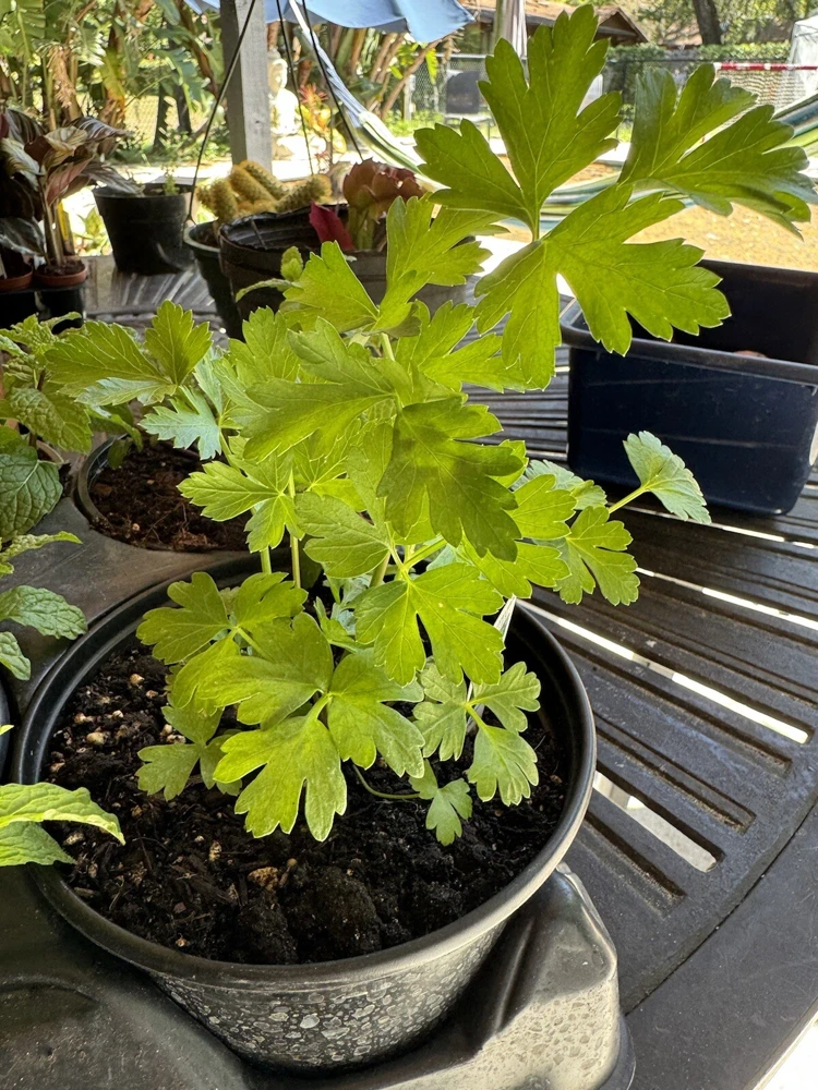 Parsley Live Plant – Fresh Herb for Culinary & Garden Use - Image 1