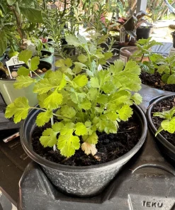 Parsley Live Plant - Organic Culinary Herb for Indoor & Outdoor Gardens - Image 2