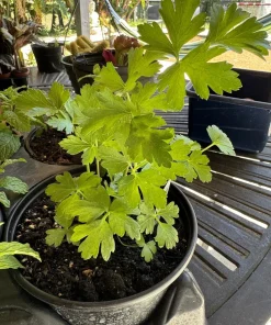 Parsley Live Plant - Organic Culinary Herb for Indoor & Outdoor Gardens - Image 1