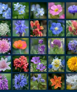 Partial Shade Wildflower Seeds Mix - 1000 Seeds, Attracts Pollinators, Zones 2-9 - Image 2