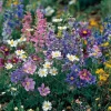 Partial Shade Wildflower Seeds Mix - 1000 Seeds, Attracts Pollinators, Zones 2-9 - Image 1