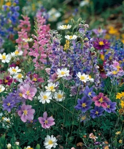 Partial Shade Wildflower Seeds Mix - 1000 Seeds, Attracts Pollinators, Zones 2-9 - Image 1
