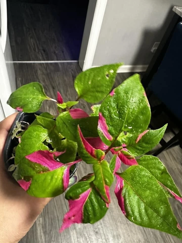 Party Time Plant Live Houseplant - Colorful Foliage, Indoor Decorative Plant - Image 2