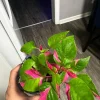 Party Time Plant Live Houseplant - Colorful Foliage, Indoor Decorative Plant - Image 1