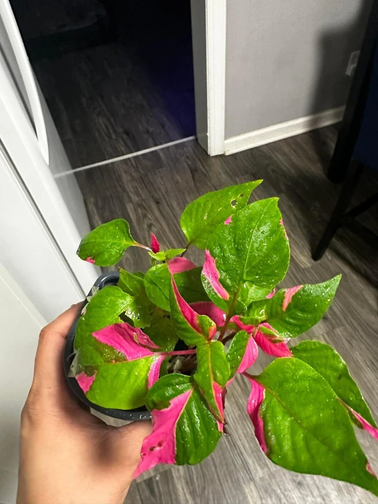 Party Time Plant Live Houseplant - Colorful Foliage, Indoor Decorative Plant - Image 1