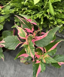 Party Time Plant Live Plant – Vibrant Foliage for Indoor & Outdoor - Image 2