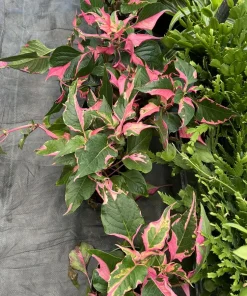 Party Time Plant Live Plant – Vibrant Foliage for Indoor & Outdoor - Image 1