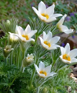 Pasque Flower Seeds - 20 Count Heirloom Anemone patens wolfgangiana for Gardens & Pollinators - Image 2