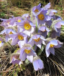 Pasque Flower Seeds - 20 Count Heirloom Anemone patens wolfgangiana for Gardens & Pollinators - Image 3