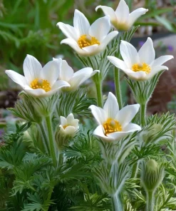 Pasque Flower Seeds - 20 Count Heirloom Anemone patens wolfgangiana for Gardens & Pollinators - Image 4