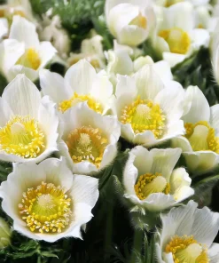 Pasque Flower Seeds - 20 Count Heirloom Anemone patens wolfgangiana for Gardens & Pollinators - Image 1