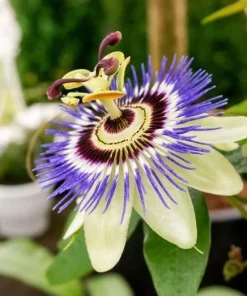 Passiflora Blue Live Plant - Blue Passion Flower Vine, 4-6 Inch Tall - Image 2