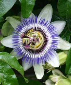 Passiflora Blue Live Plant - Blue Passion Flower Vine, 4-6 Inch Tall - Image 3