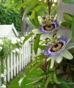 Passiflora Blue Live Plant - Blue Passion Flower Vine, 4-6 Inch Tall - Image 4