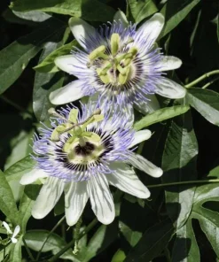 Passiflora Blue Live Plant - Blue Passion Flower Vine, 4-6 Inch Tall - Image 5