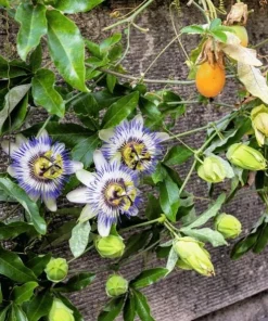 Passiflora Blue Live Plant - Blue Passion Flower Vine, 4-6 Inch Tall - Image 7