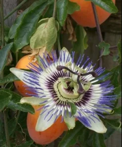 Passiflora Blue Live Plant - Blue Passion Flower Vine, 4-6 Inch Tall - Image 8