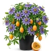 Passiflora Blue Live Plant - Blue Passion Flower Vine, 4-6 Inch Tall - Image 1