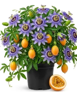 Passiflora Blue Live Plant - Blue Passion Flower Vine, 4-6 Inch Tall - Image 1