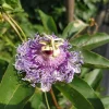 Passiflora Incarnata - Live Maypop plant - Purple Passion Fruit plant - Image 1