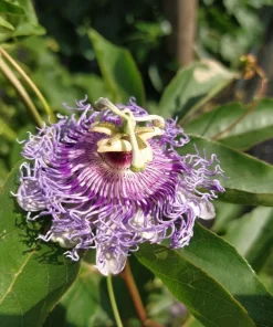 Passiflora Incarnata - Live Maypop plant - Purple Passion Fruit plant - Image 1