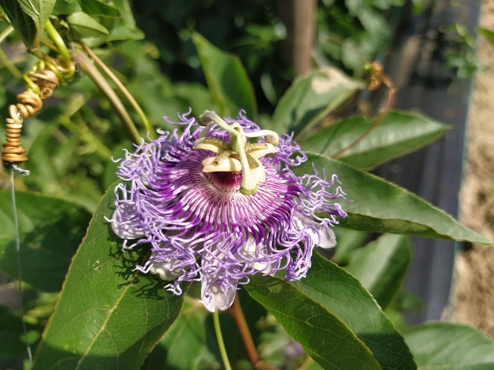 Passiflora Incarnata - Live Maypop plant - Purple Passion Fruit plant - Image 1