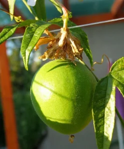 Passiflora Incarnata - Live Maypop plant - Purple Passion Fruit plant - Image 2