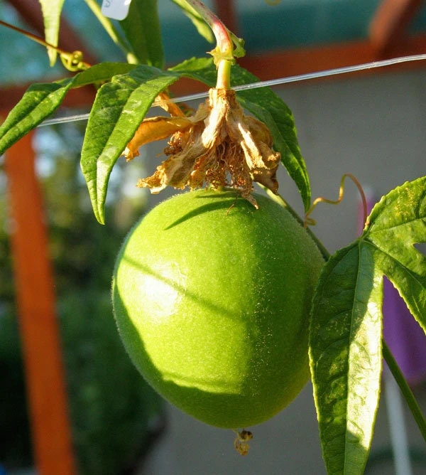 Passiflora Incarnata - Live Maypop plant - Purple Passion Fruit plant - Image 2