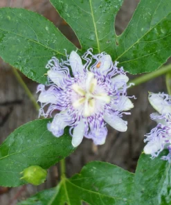 Passiflora Incarnata - Live Maypop plant - Purple Passion Fruit plant - Image 3