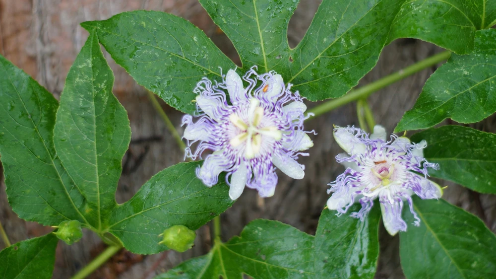 Passiflora Incarnata - Live Maypop plant - Purple Passion Fruit plant - Image 3