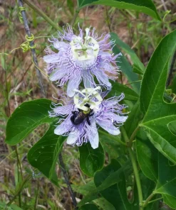 Passiflora Incarnata - Live Maypop plant - Purple Passion Fruit plant - Image 4