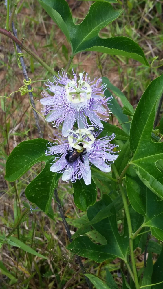 Passiflora Incarnata - Live Maypop plant - Purple Passion Fruit plant - Image 4
