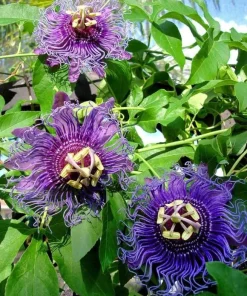 Passiflora Inspiration Live Plant 4-6 Inch Tall, Passion Flower Vine, Tropical Climber - Image 3